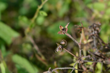Thunbergs geranium seeds seed pods