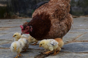 Hen protecting her chicks in Nepal