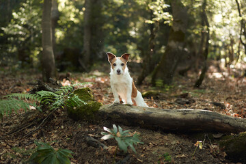 A Jack Russell Terrier is sitting alone on a log in a sun-dappled forest. The dog appears alert and focused on its surroundings.