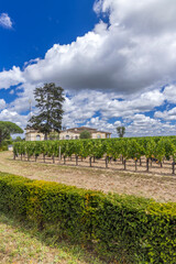 Naklejka premium Typical vineyards near Chateau Petrus, Pomerol, Aquitaine, France