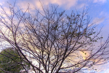 夕暮れの空と冬の木