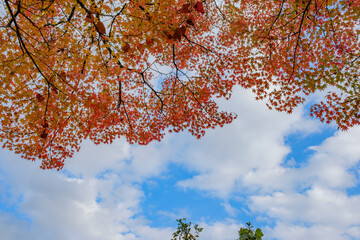 紅葉と青空のコントラスト