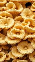 a close up of some yellow mushroom