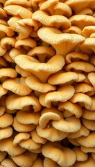 a close up of some yellow mushroom