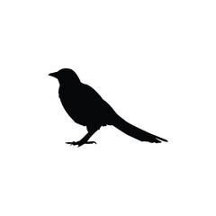 Crow silhouettes on white background. vector file of a crow