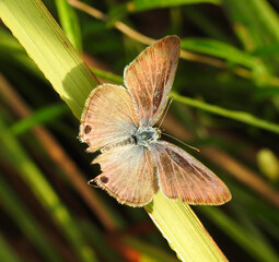 Fototapeta premium Gram blue butterfly (Euchrysops cnejus) spreads wings