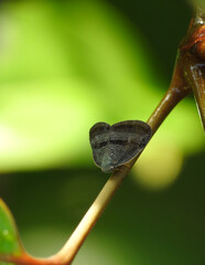 Close up of Ricania taeniata planthopper