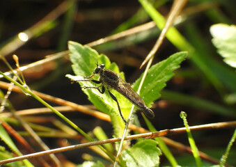 Robberfly on leaf exposed by sunlight
