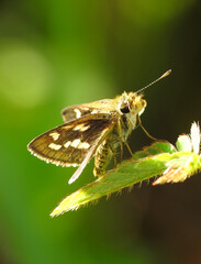 Taractrocera ardonia butterfly on a leaf