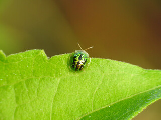 Tortoise beetle on green leaf