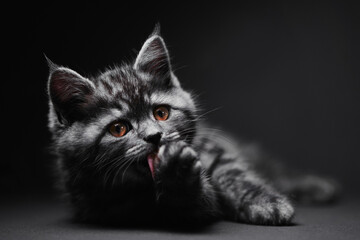 Fototapeta premium Studio shot of adorable scottish black tabby kitten on dark background.