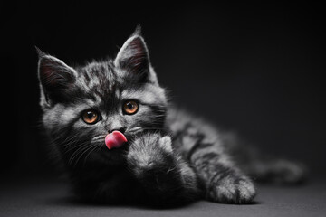 Studio shot of adorable scottish black tabby kitten on dark background. © Loginova