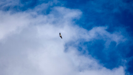 Himalayan Griffon soaring high above the clouds and blue skies near Adi Kailash in Uttarakhand, India