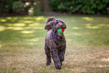 Brown cockapoo playing in her garden with her favaourite ball and on a run