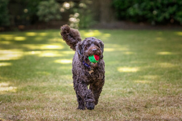 Brown cockapoo playing in her garden with her favaourite ball and on a run