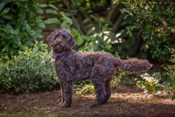Brown cockapoo playing in her garden