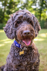 Brown cockapoo sitting and posing in her garden