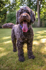 Brown cockapoo playing in her garden