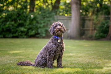 Brown cockapoo sitting and posing in her garden