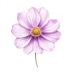 Obraz premium single purple cosmos bloom flower with delicate petals and vibrant center, showcasing its beauty and elegance. Perfect for floral designs and nature themes