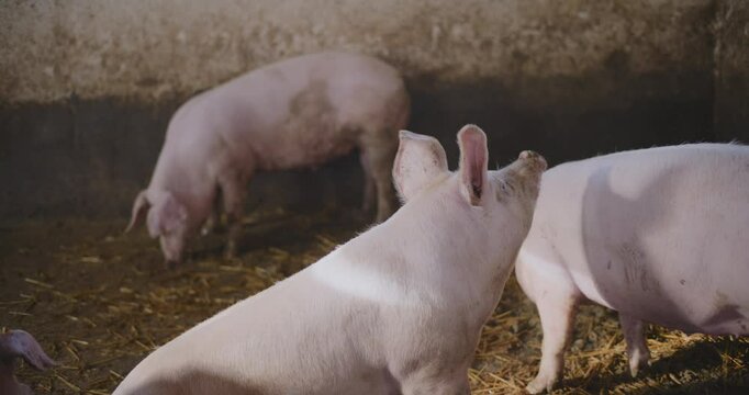 Sounder of Pigs on Rural Farm for Pork Farming