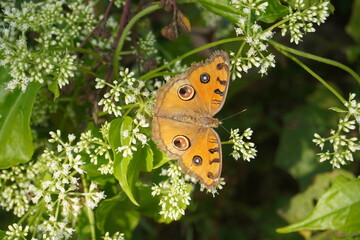 Fototapeta premium A butterfly on a white flower in green nature
