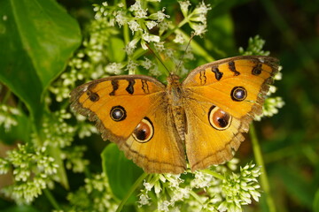 Obraz premium A butterfly on a white flower in green nature