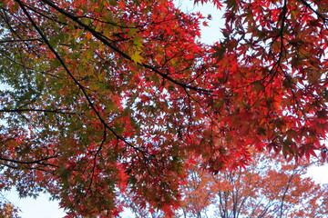 日本　埼玉の風景　秋

