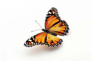 Fototapeta premium Butterfly with orange wings on white background, close-up. Beautiful butterfly with black, white, yellow spots. Insect object for cutting and design