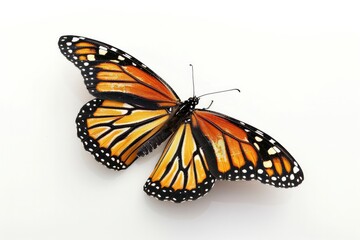 Naklejka premium Butterfly with orange wings on white background, close-up. Beautiful butterfly with black, white, yellow spots. Insect object for cutting and design