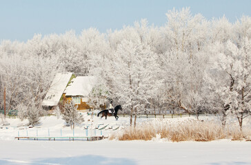 Equestrian girl walks horseback with  thoroughbred dressage horse in the winter forest