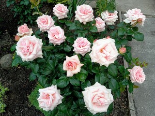 Delicate light pink rose flower in the garden