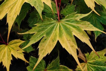 autumn leaves background,closeup_daun_maple_berwarna_tampilan_tabel