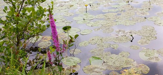 am bachufer © Hubert