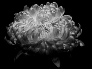 Captivating Black and White Photograph of a Detailed Chrysanthemum Flower