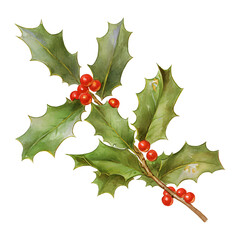 Fototapeta premium Holly green leaves and red berries isolated on transparent background. Symbol of pagan winter holiday Yule. Merry Christmas and Happy New Year. Element for design banner, card, poster