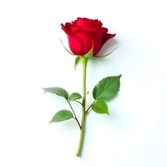 Fototapeta premium Symbolic Elegance of a Red Rose on a Pristine White Background