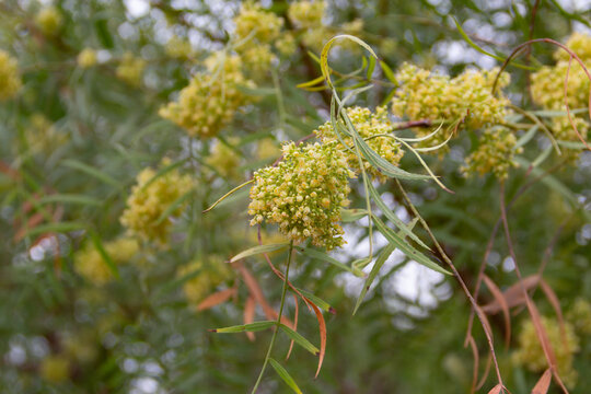 Close up of aguaribay flowers in spring