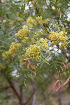 Close up of aguaribay flowers in spring