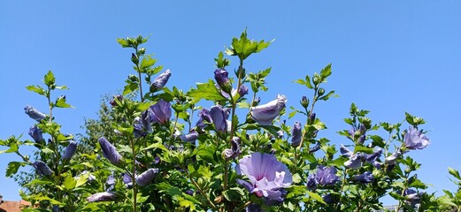 hibiskusblüten © Hubert