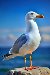 seagull bird photorealism style