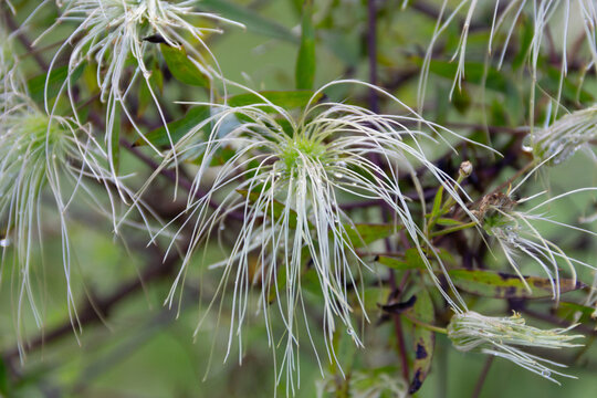 Close-up view of the fruit of the old man's beard vine native to South America