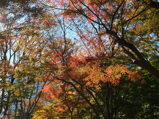 日比谷公園の森林が色づいた