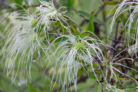 Close-up view of the fruit of the old man's beard vine native to South America