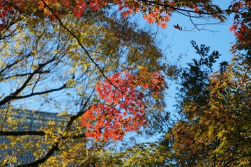 日比谷公園の森林が色づいた