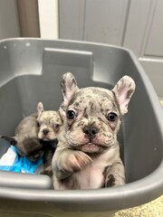 French bull dog puppies 