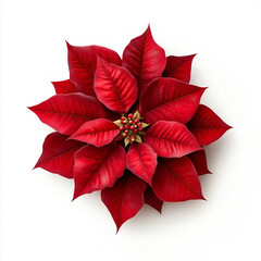 Obraz premium Flor de Pascua roja sobre fondo blanco