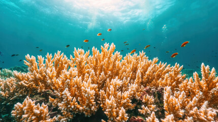 Obraz premium Pacific Ocean. Vibrant underwater scene featuring coral reefs and colorful fish illuminated by sunlight filtering through the ocean surface.