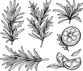 Set of hand drawn rosemary branches and lemon. Citrus slices line art style. For culinary, botanical, and herbal designs.