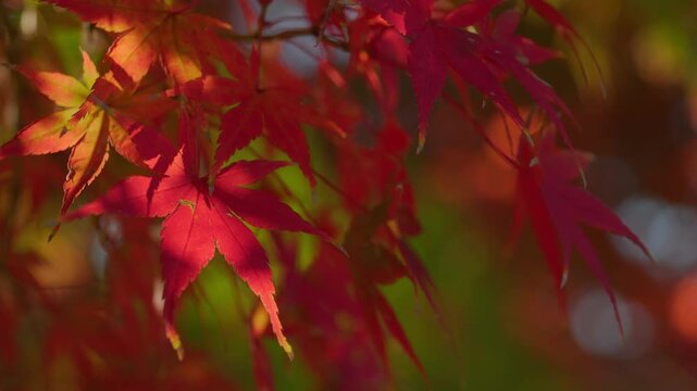 美しい紅葉の背景テクスチャ。日本の秋らしい風景	